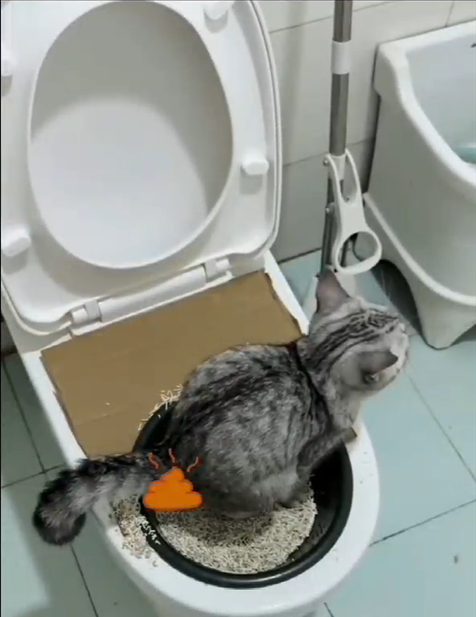 How to Train Your Cat to Use the Toilet