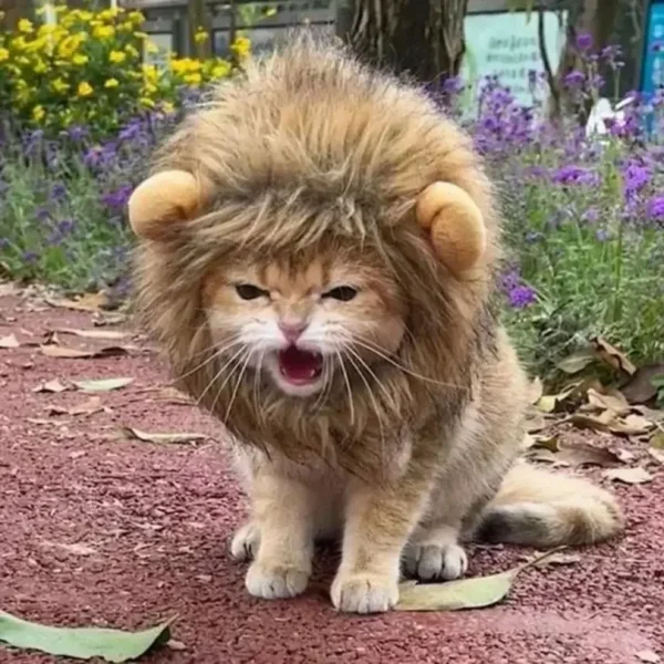 Lion Cat Costume Cosplay